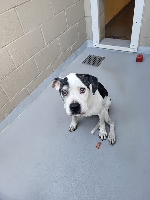 Boss sitting in a kennel at the Animal Shelter
