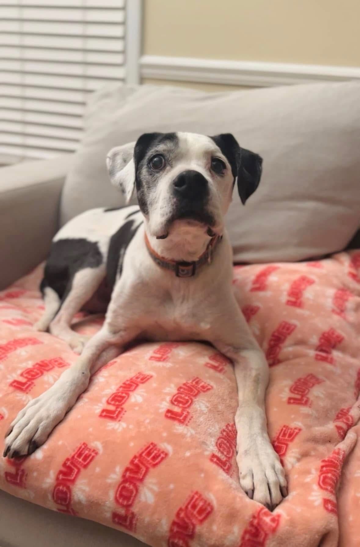 Boss sitting on the couch at home