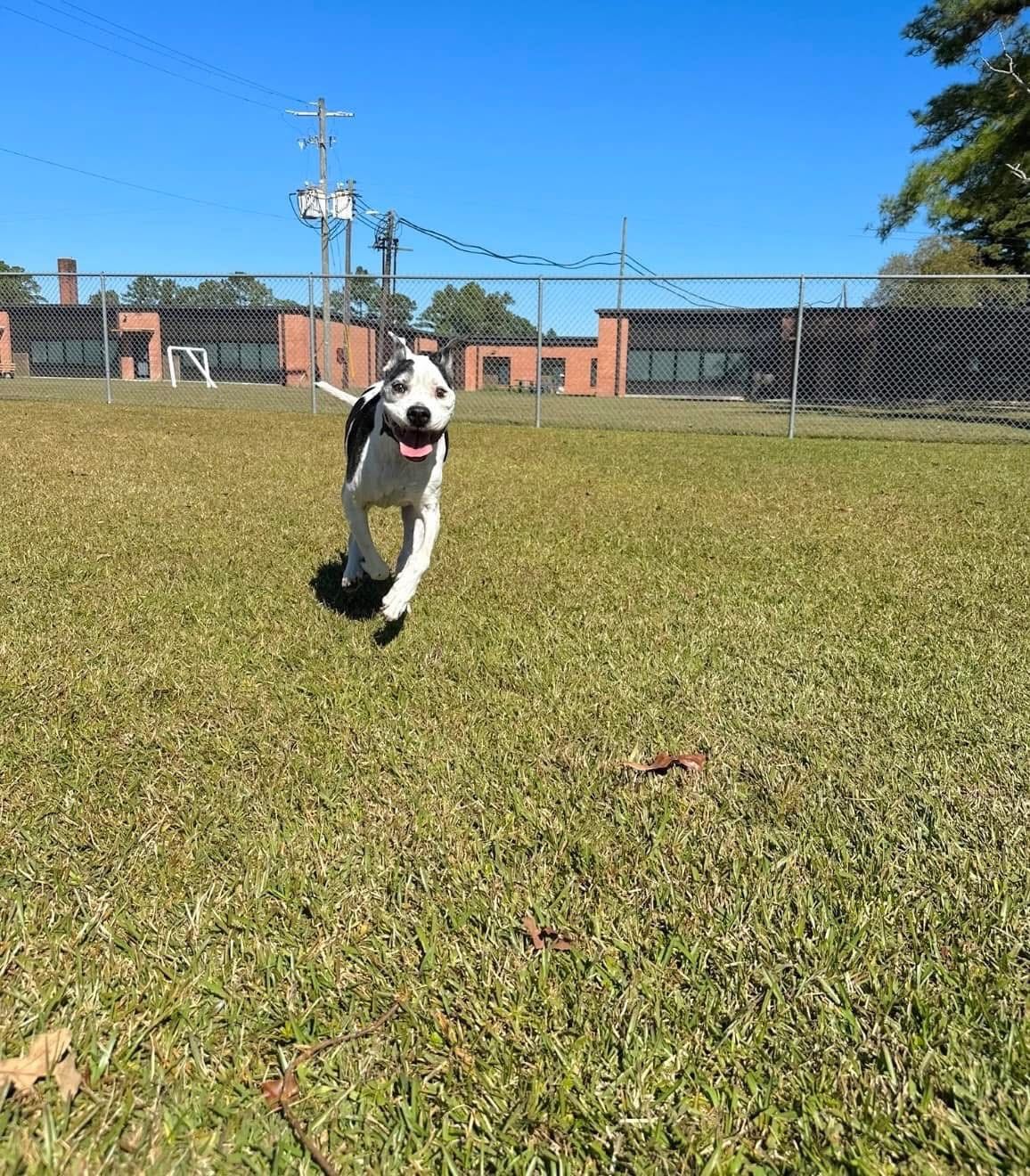 Boss running around at the park