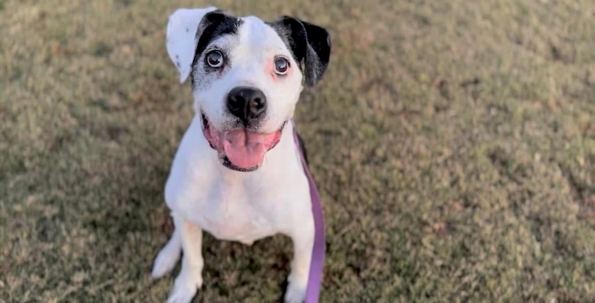Boss sitting down and starting at the camera while at the park